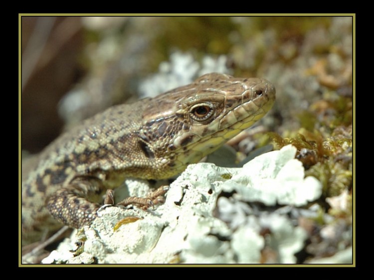 Wallpapers Animals Lizards - Iguanas Lzard