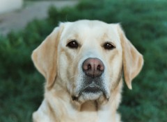 Fonds d'cran Animaux Labrador