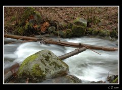 Fonds d'cran Nature Torrent