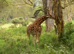 Wallpapers Animals trop faim pour avoir peur