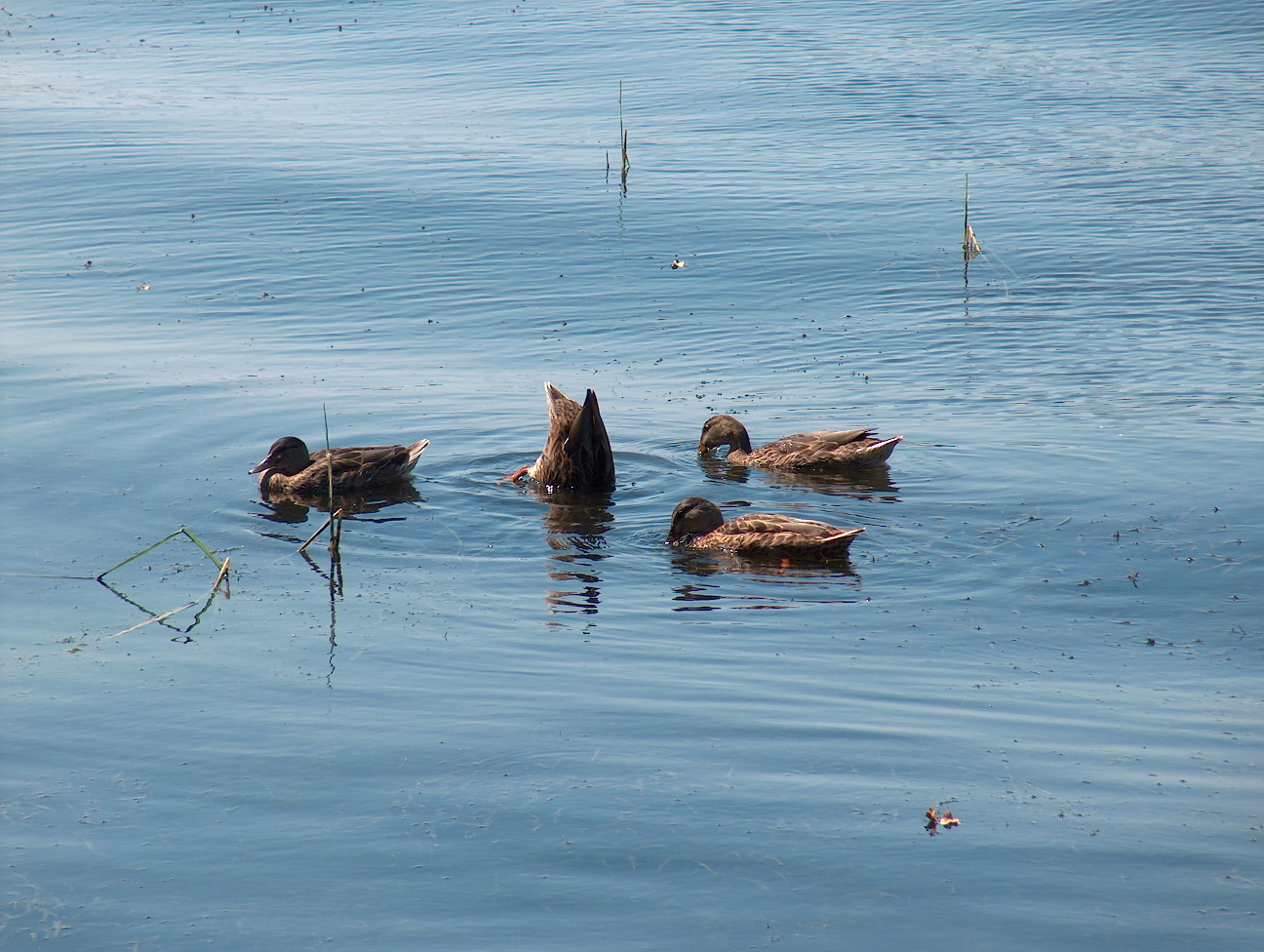 Fonds d'cran Animaux Oiseaux - Canards Canards