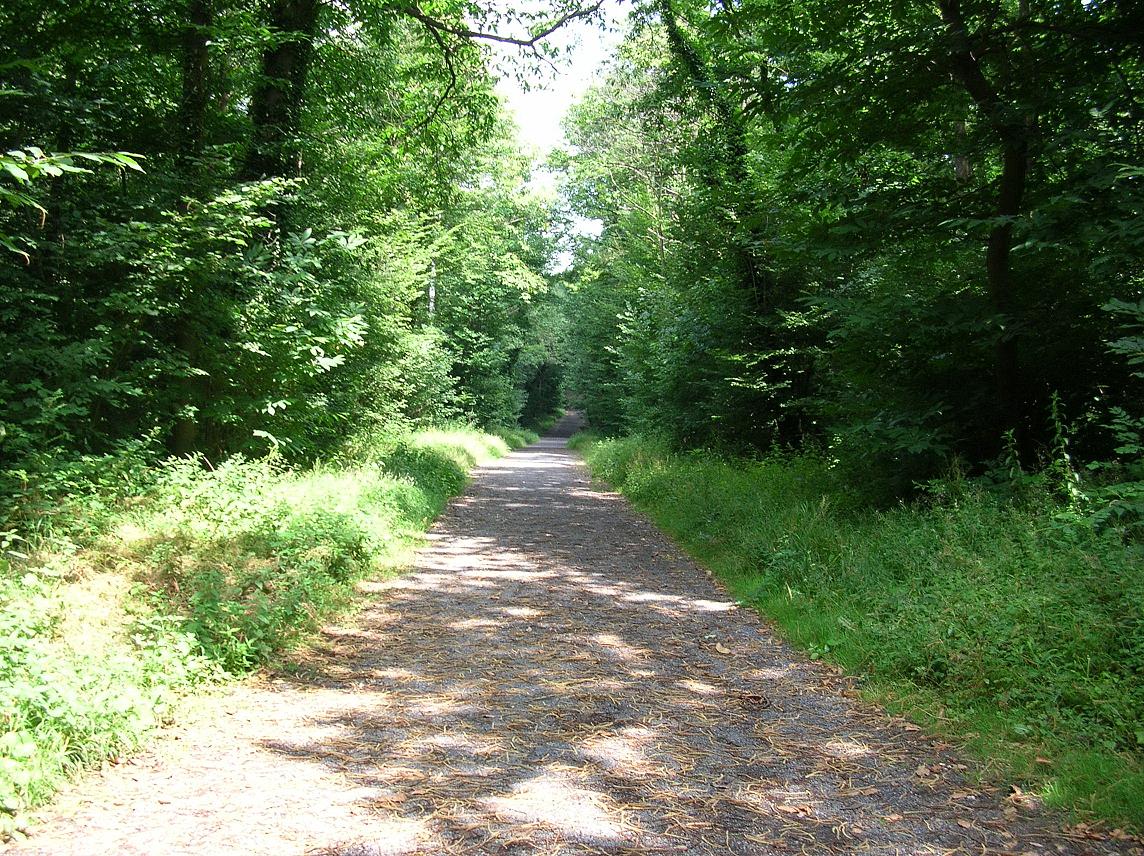 Fonds d'cran Nature Arbres - Forts Chemin