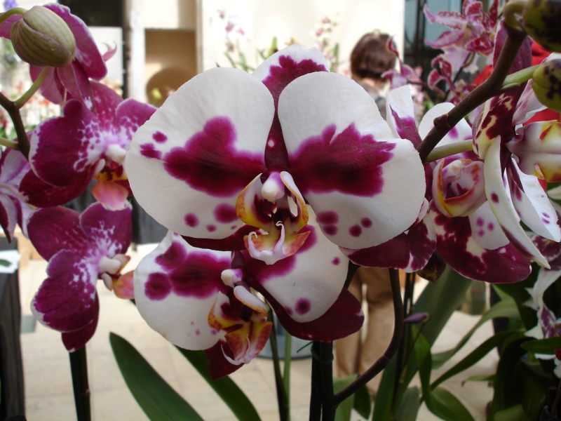 Fonds d'cran Nature Fleurs orchide