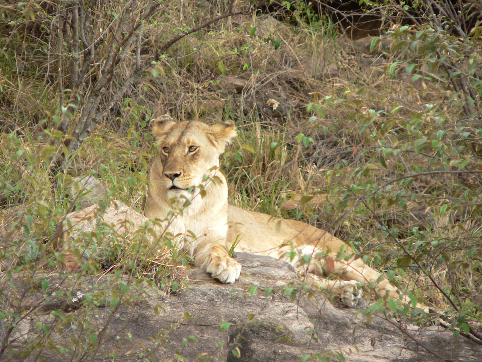 Fonds d'cran Animaux Flins - Lions maman surveille