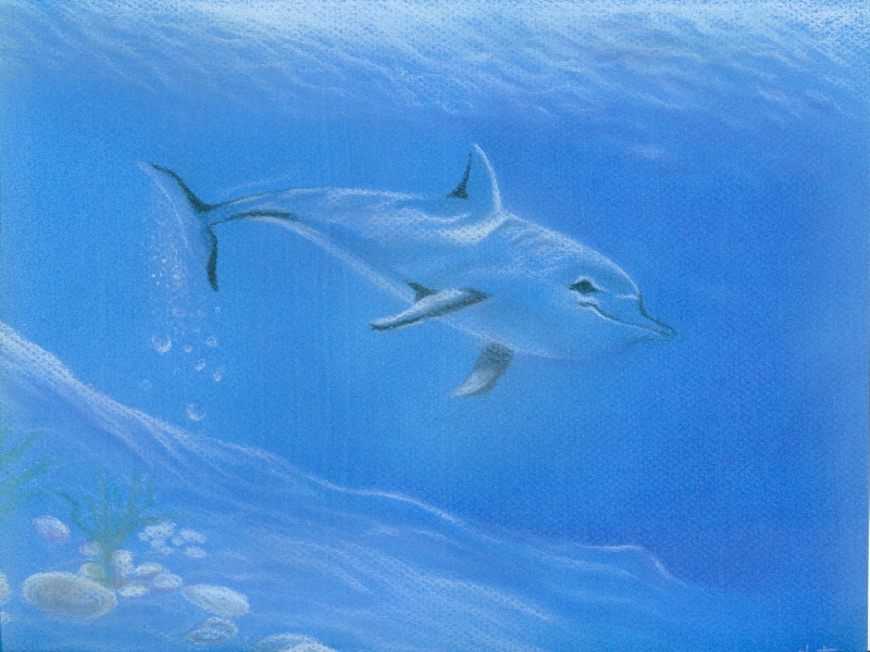 Fonds d'cran Art - Crayon Animaux - Dauphins dauphin