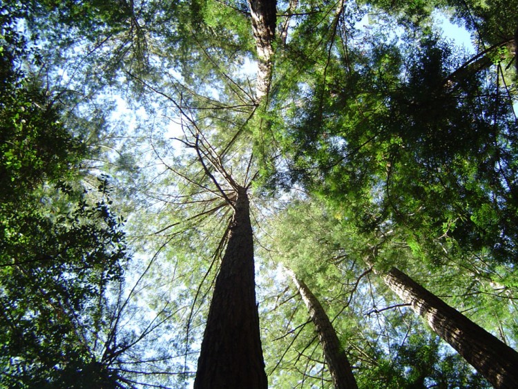 Fonds d'cran Nature Arbres - Forts Cimes