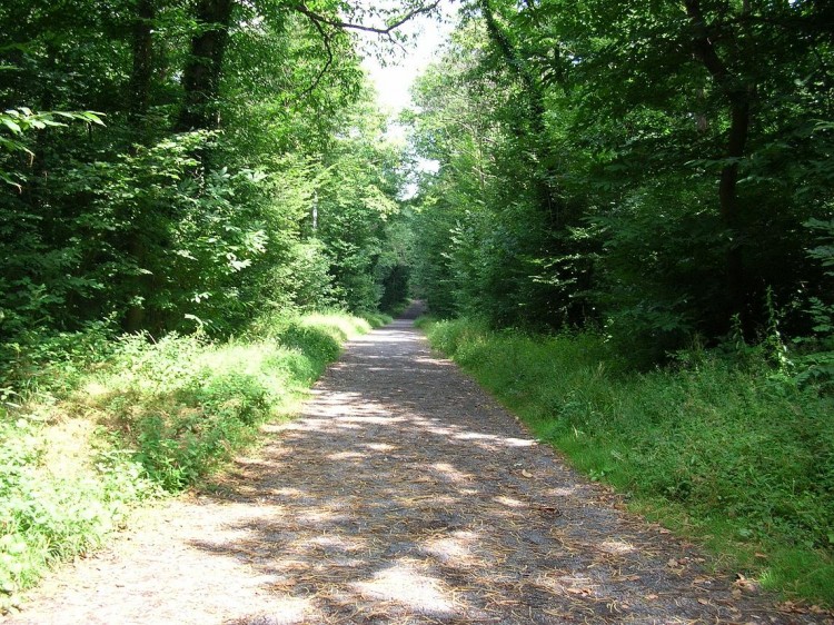 Fonds d'cran Nature Arbres - Forts Chemin