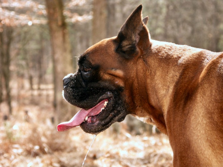 Fonds d'cran Animaux Chiens Rhea - Boxer baveux