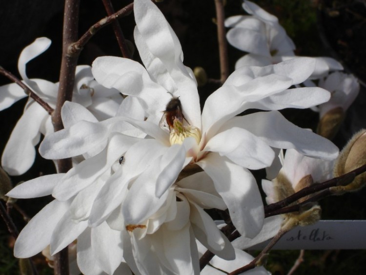 Wallpapers Nature Flowers magnolias