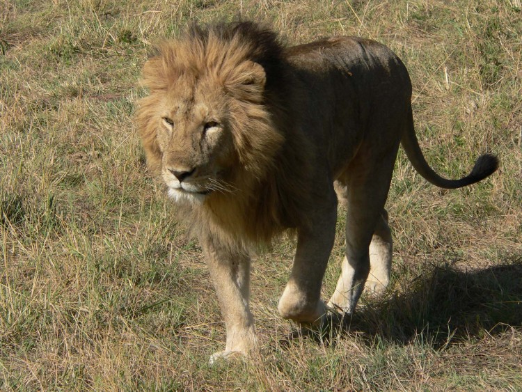 Fonds d'cran Animaux Flins - Lions il est a 3 metre de nous