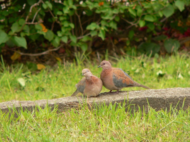 Wallpapers Animals Birds - Pigeons and Doves les amoureux