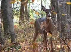 Fonds d'cran Animaux Cerf de Virginie