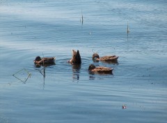 Fonds d'cran Animaux Canards