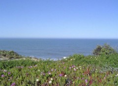 Fonds d'cran Nature Cte Californienne 1