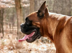 Fonds d'cran Animaux Rhea - Boxer baveux