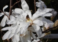 Fonds d'cran Nature magnolias