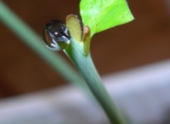 Fonds d'cran Nature goutte de sve sur cme d'un mini chne