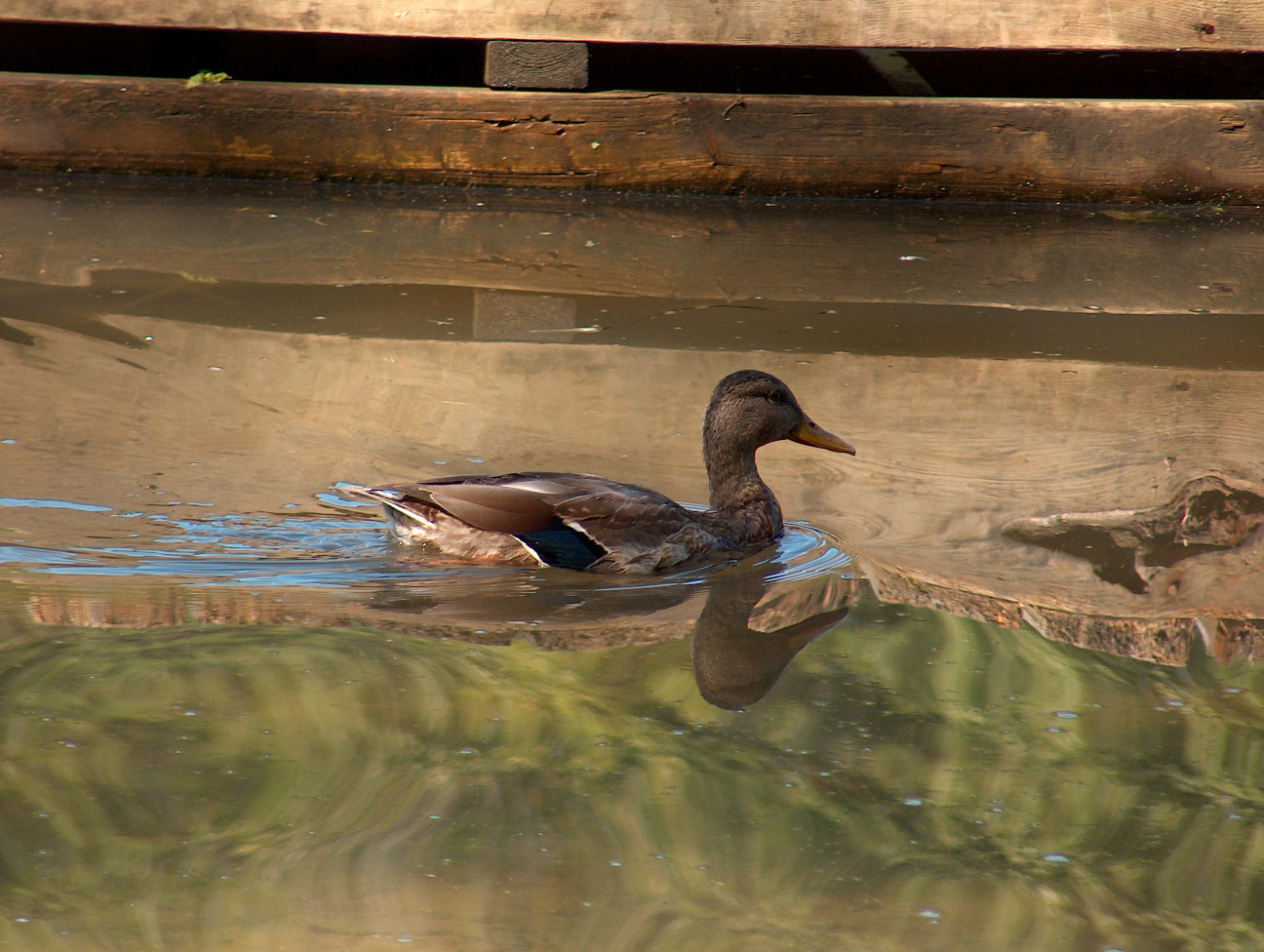 Fonds d'cran Animaux Oiseaux - Canards Canard en canoe