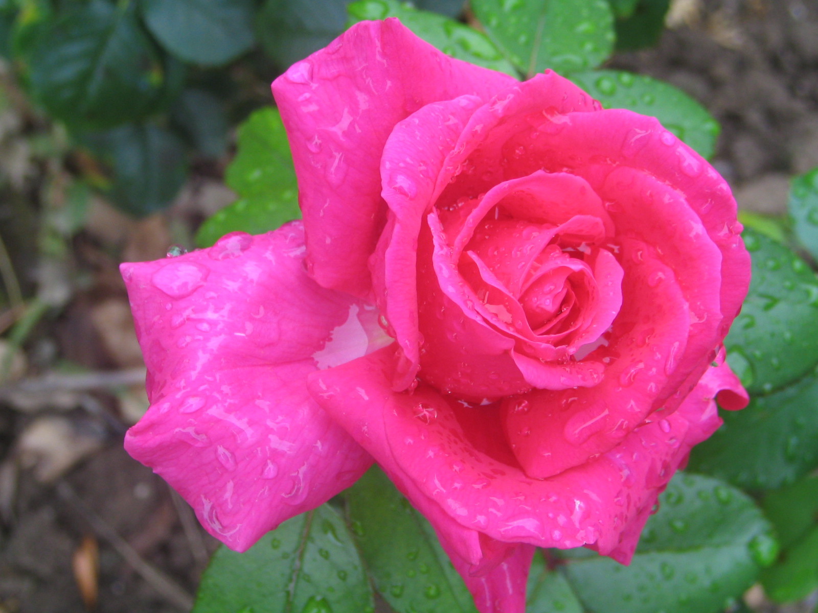 Fonds d'cran Nature Fleurs 