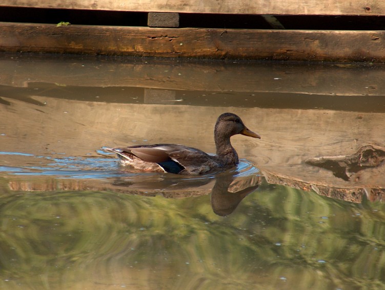 Fonds d'cran Animaux Oiseaux - Canards Canard en canoe