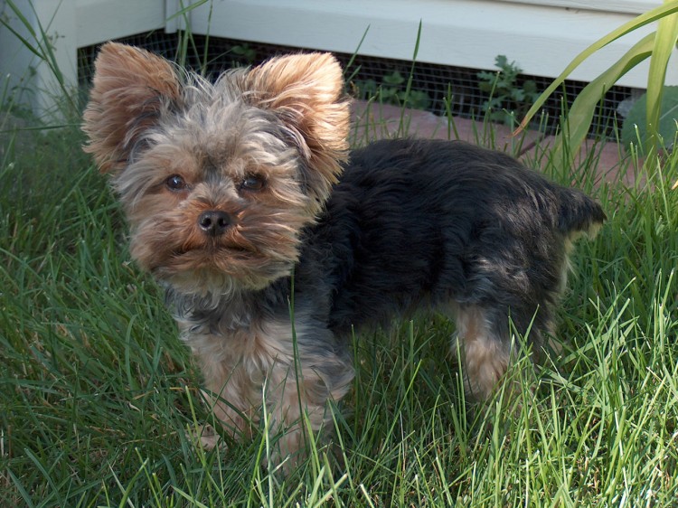 Fonds d'cran Animaux Chiens Dans la cour