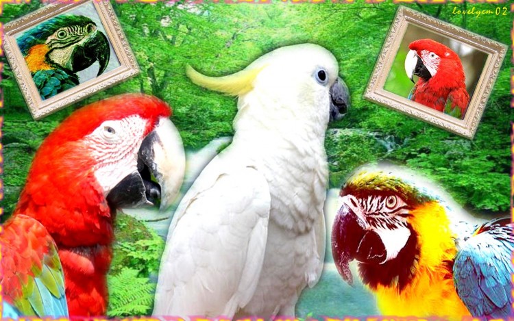 Wallpapers Animals Birds - Parrots cocoooooooos tout pl1