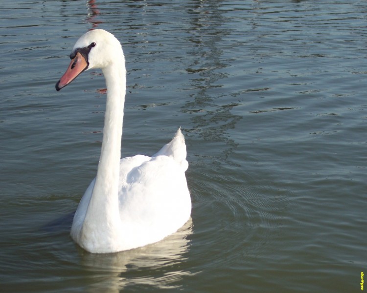 Wallpapers Animals Birds - Ducks Promenade au bord du lac