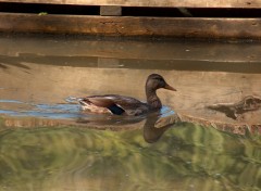 Fonds d'cran Animaux Canard en canoe