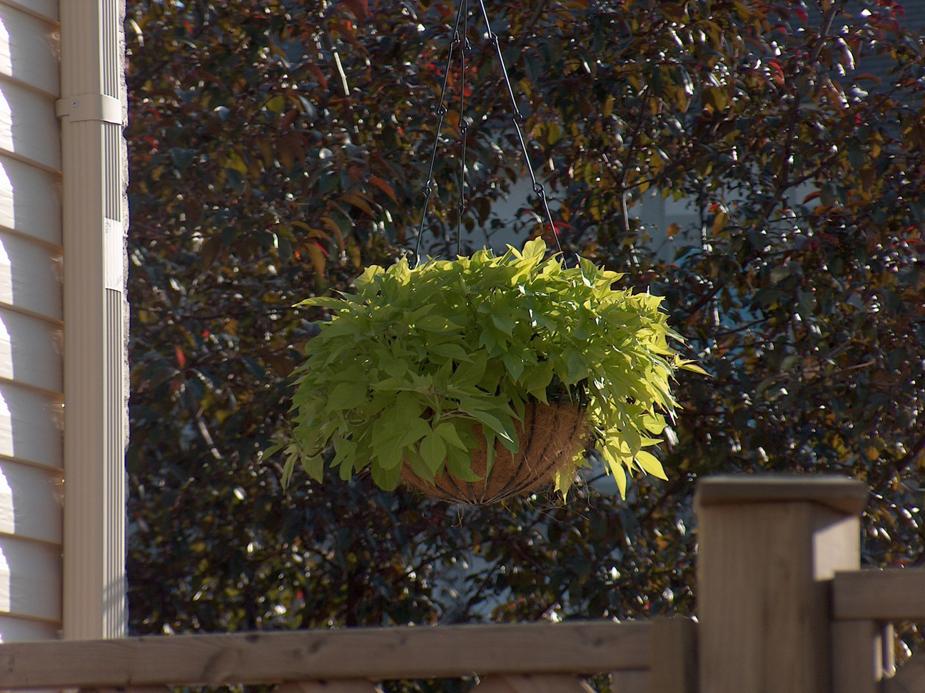 Fonds d'cran Nature Plantes - Arbustes Panier