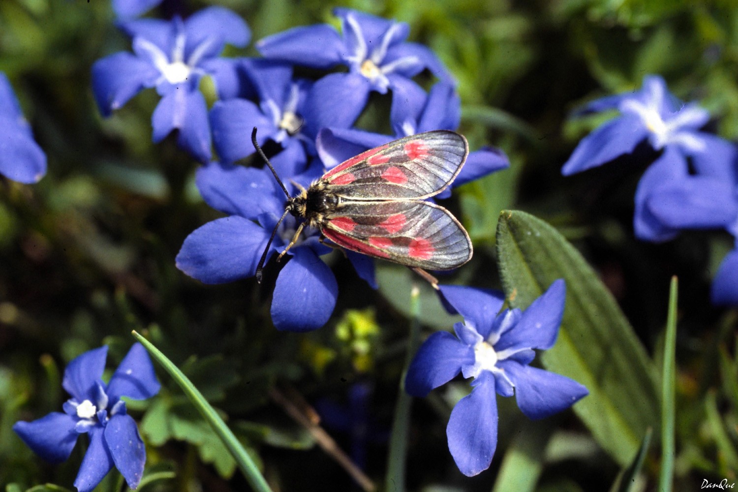 Wallpapers Animals Insects - Butterflies 