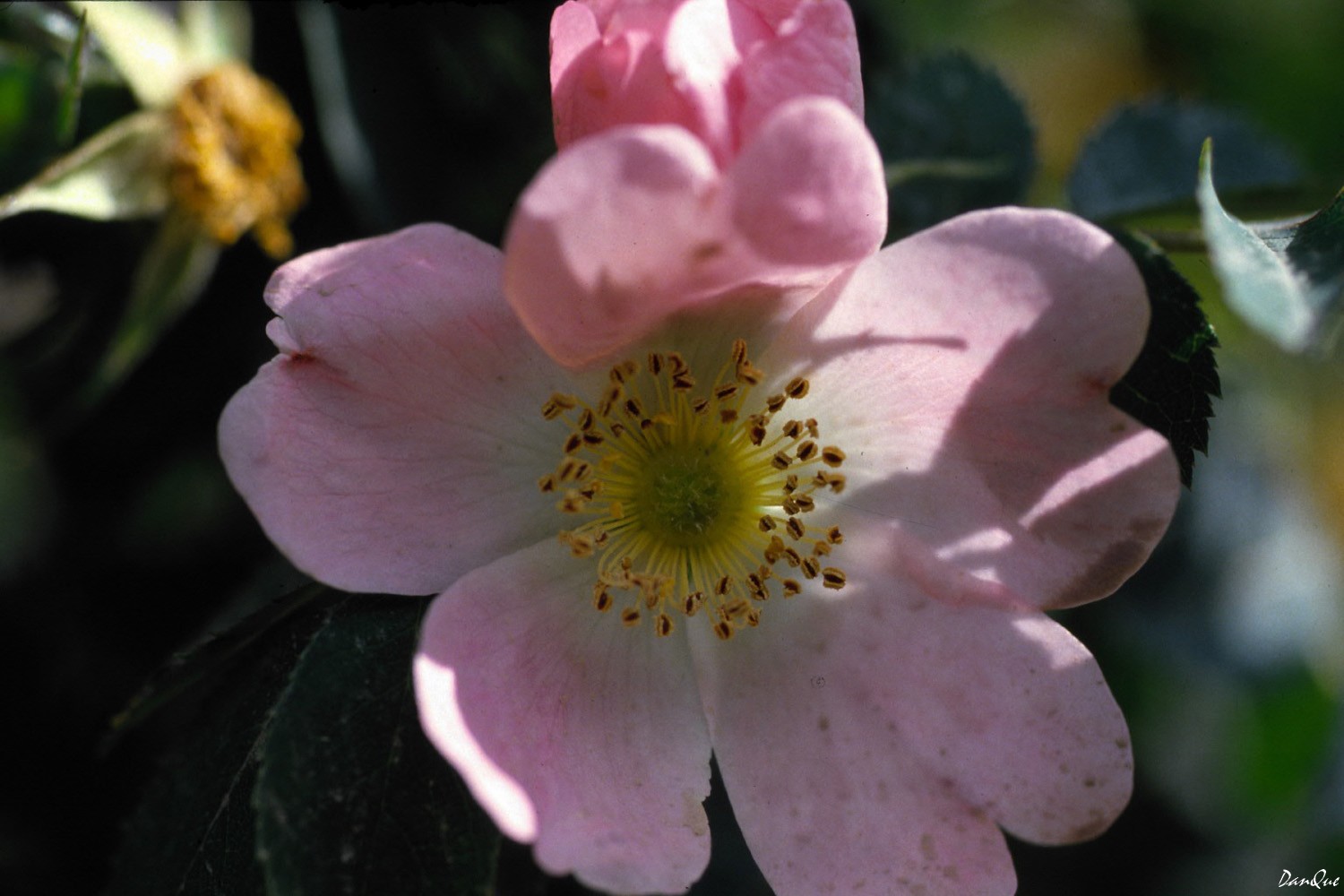 Wallpapers Nature Flowers Flore alpine