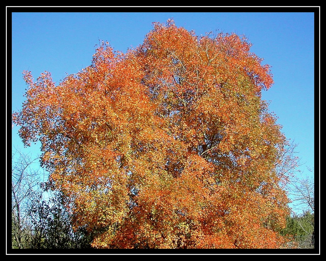 Wallpapers Nature Trees - Forests ROUGE & BLEU