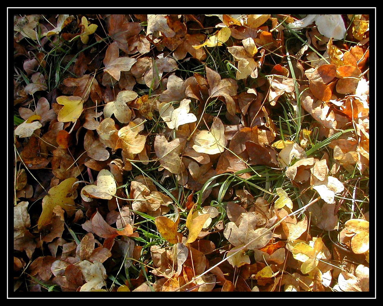 Wallpapers Nature Seasons - Fall TAPIS D'AUTOMNE