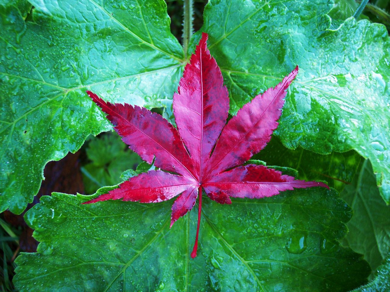 Fonds d'cran Nature Feuilles - Feuillages feuilles d'automne 001