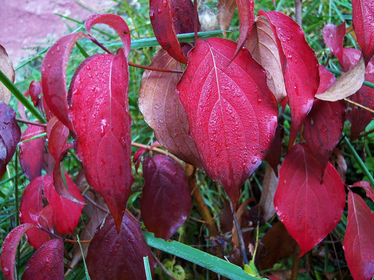 Fonds d'cran Nature Feuilles - Feuillages 