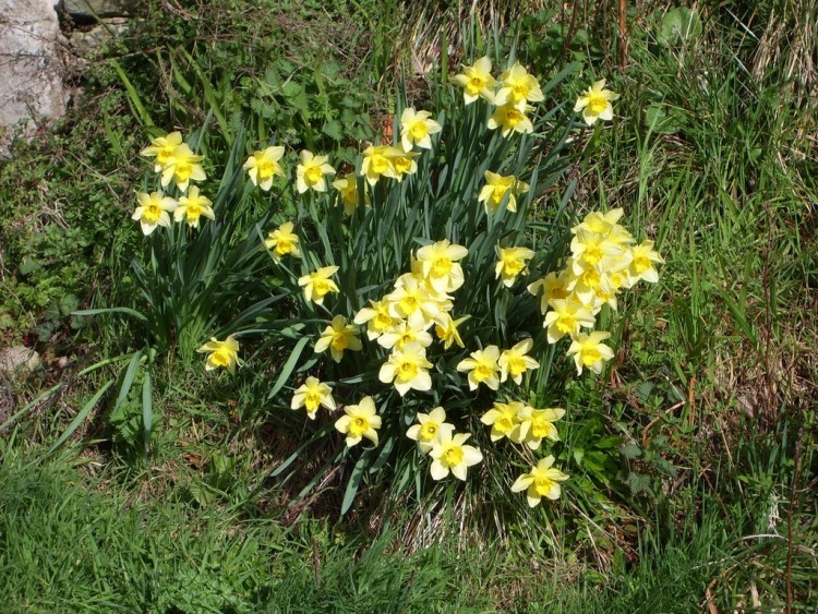 Fonds d'cran Nature Fleurs jonquilles