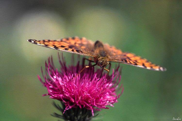 Fonds d'cran Animaux Insectes - Papillons Papillons