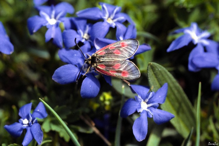 Wallpapers Animals Insects - Butterflies Wallpaper N133525