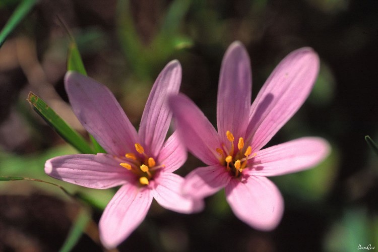 Wallpapers Nature Flowers Flore alpine