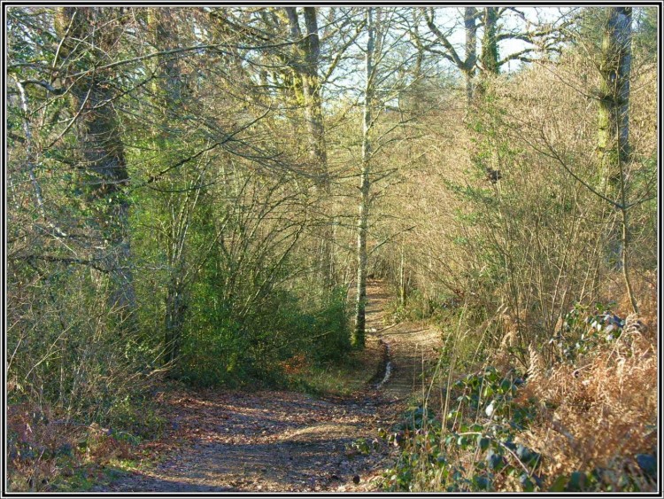 Fonds d'cran Nature Arbres - Forts Srnit