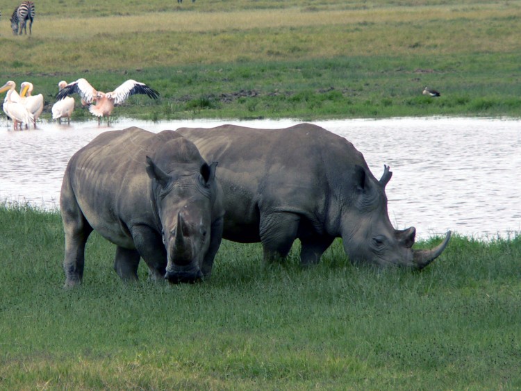 Wallpapers Animals Rhinoceros comme dans ice age