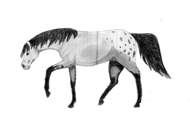 Wallpapers Art - Pencil Animals - Horses Appaloosa Pleasure