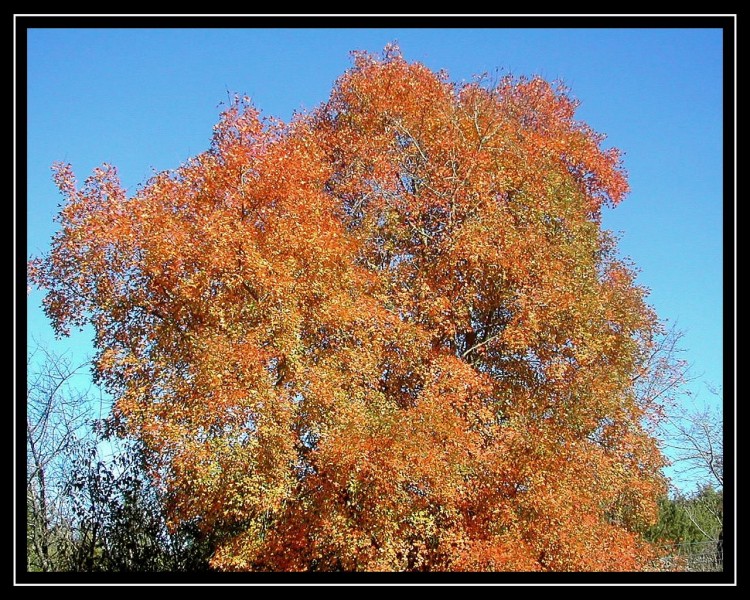 Wallpapers Nature Trees - Forests ROUGE & BLEU