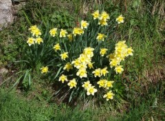 Wallpapers Nature jonquilles