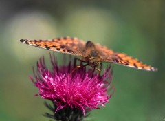 Fonds d'cran Animaux Papillons