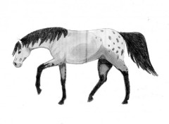 Wallpapers Art - Pencil Appaloosa Pleasure