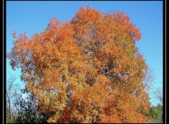 Fonds d'cran Nature ROUGE & BLEU