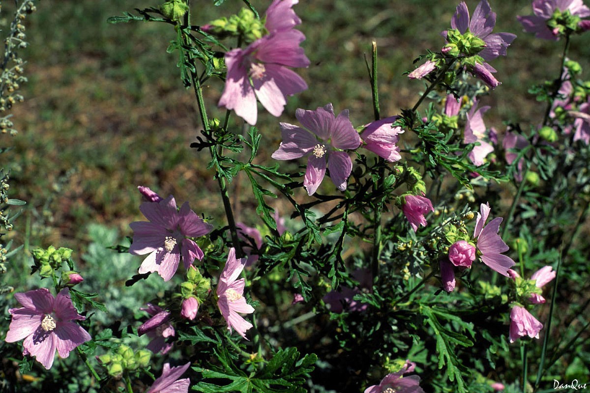 Wallpapers Nature Flowers Flore alpine