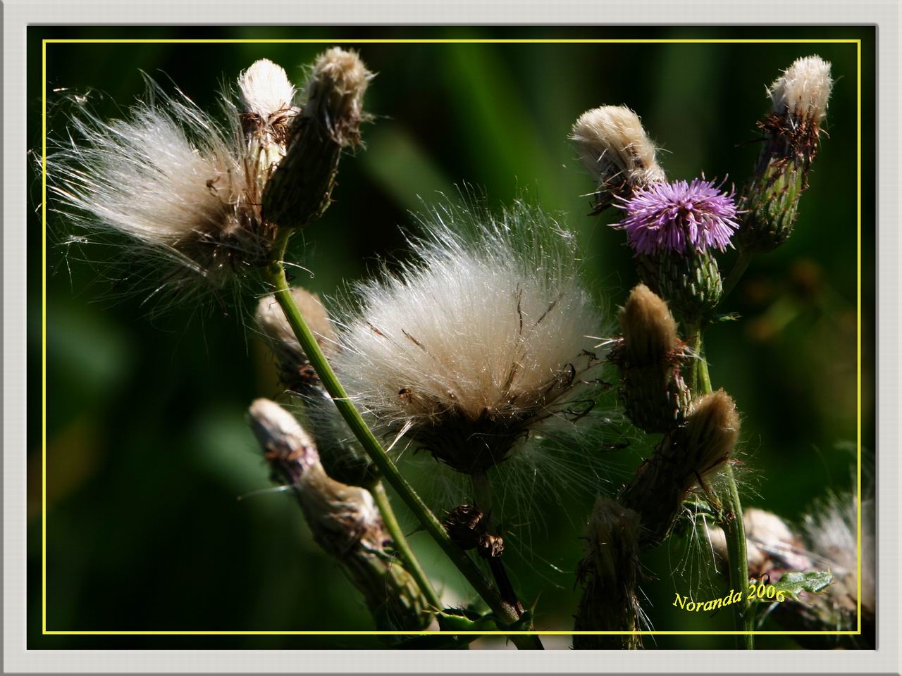 Wallpapers Nature Flowers Fleurs sauvages