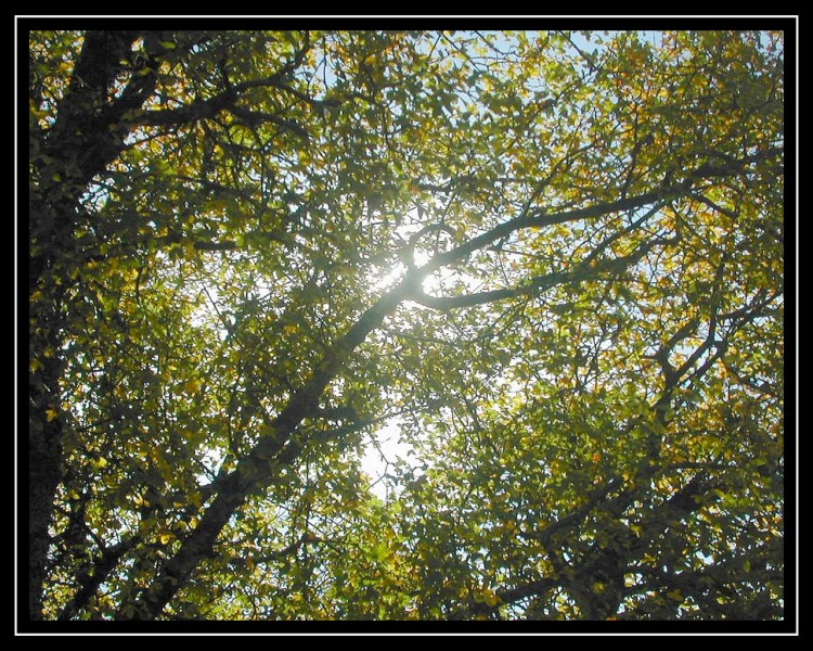 Fonds d'cran Nature Arbres - Forts ARBRE ET LUMIERE